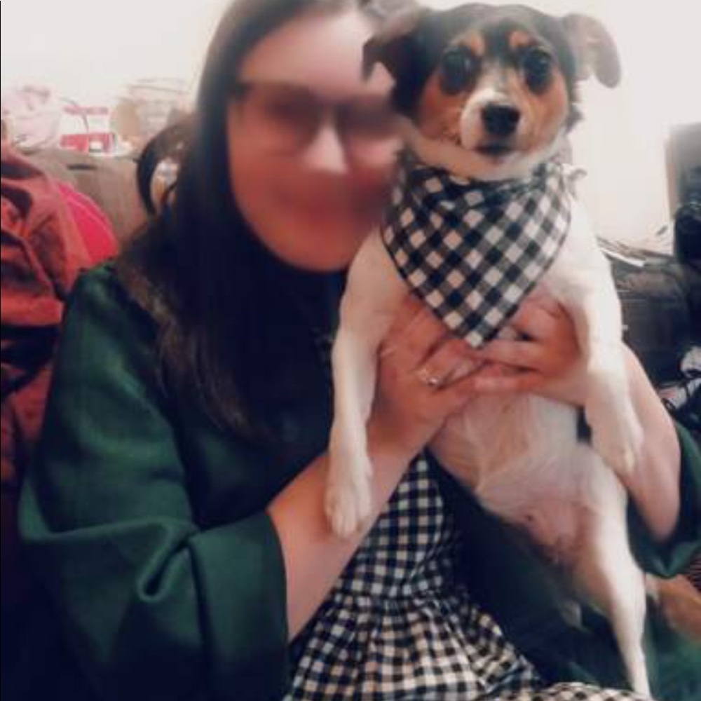 PET BANDANA - Picture 8 of 16